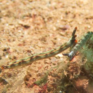 Mollusques » Gastéropode » Limaces de mer (opisthobranche) » Sacoglosse » Thuridilla bayeri