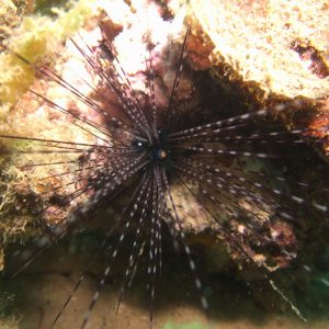Échinodermes » Oursin » Echinothrix calamaris