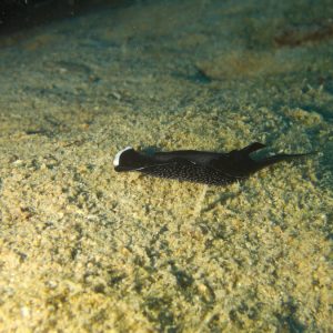 Mollusques » Gastéropode » Limaces de mer (opisthobranche) » Céphalaspide » Mariaglaja inornata