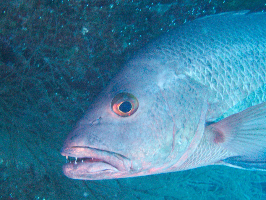 Poissons osseux