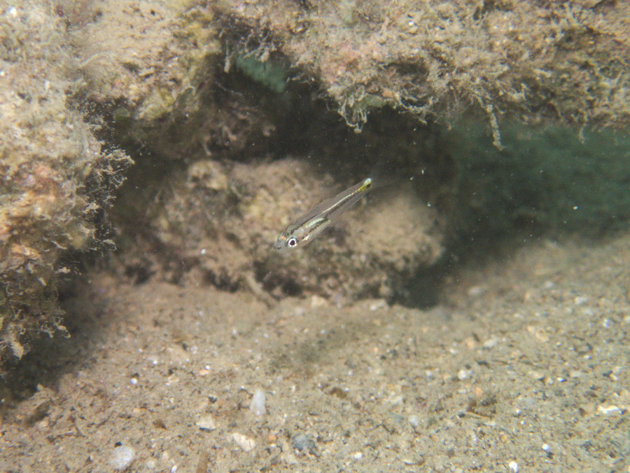 Poissons osseux