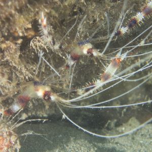 Crustacés » Crevette