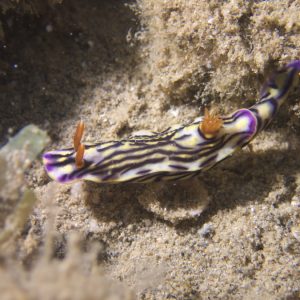 Mollusques » Gastéropode » Limaces de mer (opisthobranche) » Nudibranche » Doridien » Hypselodoris maritima