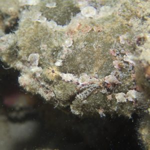 Poissons osseux » Poisson-grenouille » Antennarius commerson