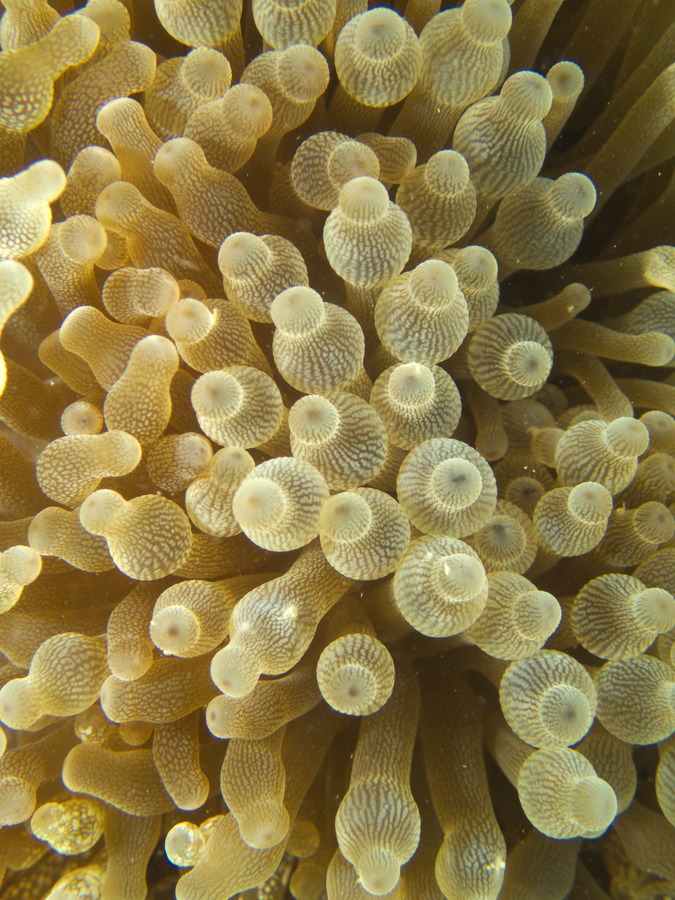 Anémone de mer (actiniaire)