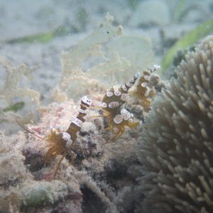 Crustacés » Crevette » Thor amboinensis