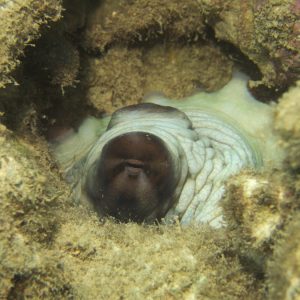 Mollusques » Céphalopode » Poulpe