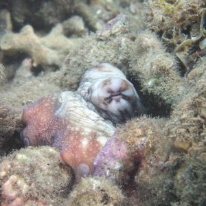 Mollusques » Céphalopode » Poulpe