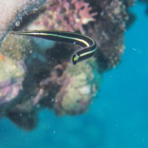 Diademichthys lineatus - Nouvelle-Calédonie, Nouméa, Baie des Citrons