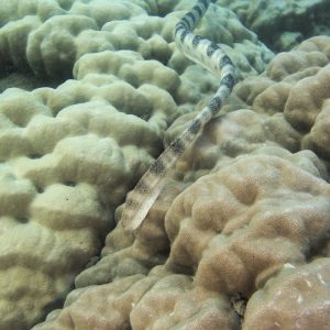 Serpent marin » Hydrophis major