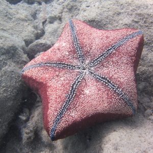 Échinodermes » Étoile de mer » Culcita novaeguineae