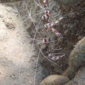 Crustacés » Crevette » Stenopus hispidus