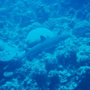 Carcharhinus amblyrhynchos - Nouvelle-Calédonie, Nouméa, Fausse passe de Uitoé