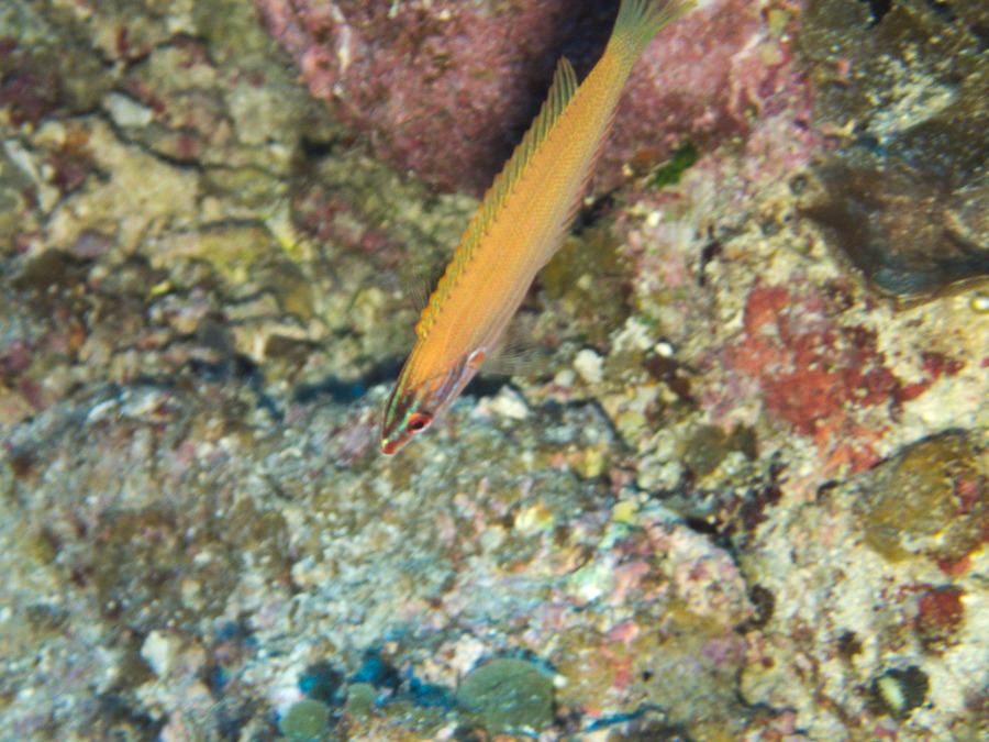 Poissons osseux