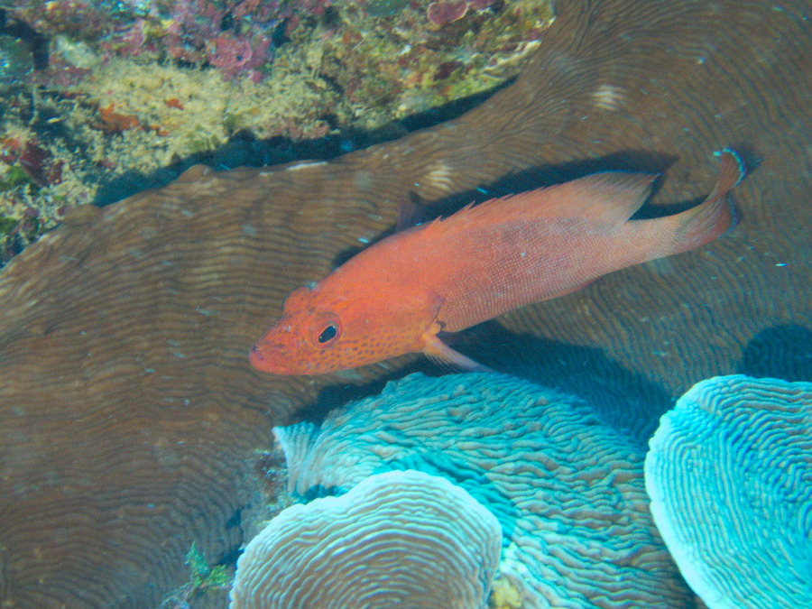 Poissons osseux