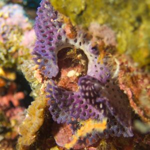 Iodictyum buchneri - Nouvelle-Calédonie, Nouméa, Passe de Dumbéa, Sea Horse