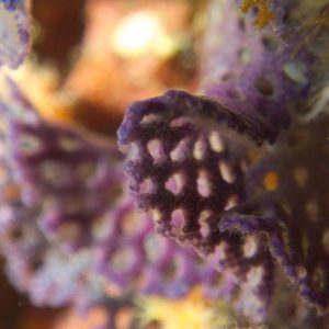 Iodictyum buchneri - Nouvelle-Calédonie, Nouméa, Passe de Dumbéa, Sea Horse