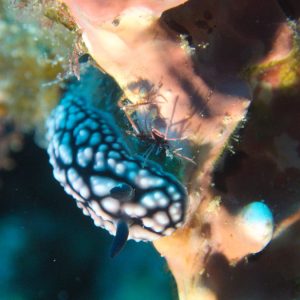 Phyllidiella pustulosa - Nouvelle-Calédonie, Nouméa, Passe de Dumbéa, Sea Horse
