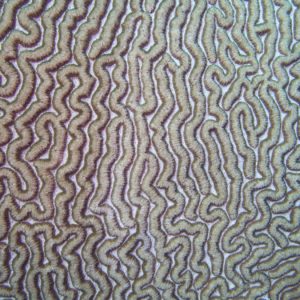 Corail dur (scleractiniaire) - Nouvelle-Calédonie, Nouméa, Passe de Dumbéa, Sea Horse