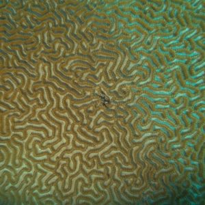Corail dur (scleractiniaire) - Nouvelle-Calédonie, Nouméa, Passe de Dumbéa, Sea Horse