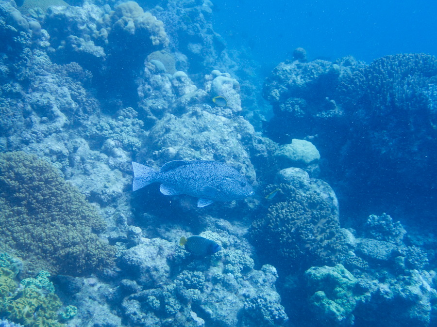 Poissons osseux