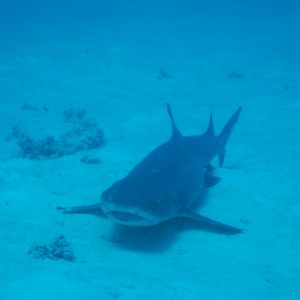 Poissons cartilagineux » Requin » Triaenodon obesus