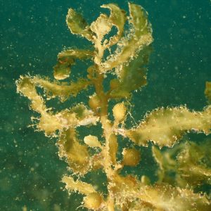 Végétaux » Algue brune » Hormophysa cuneiformis