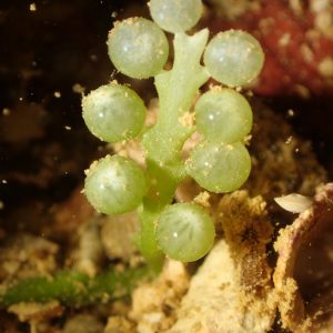 Végétaux » Algue verte » Caulerpa sedoides