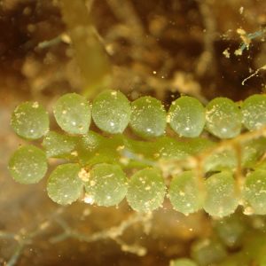 Végétaux » Algue verte » Caulerpa sedoides