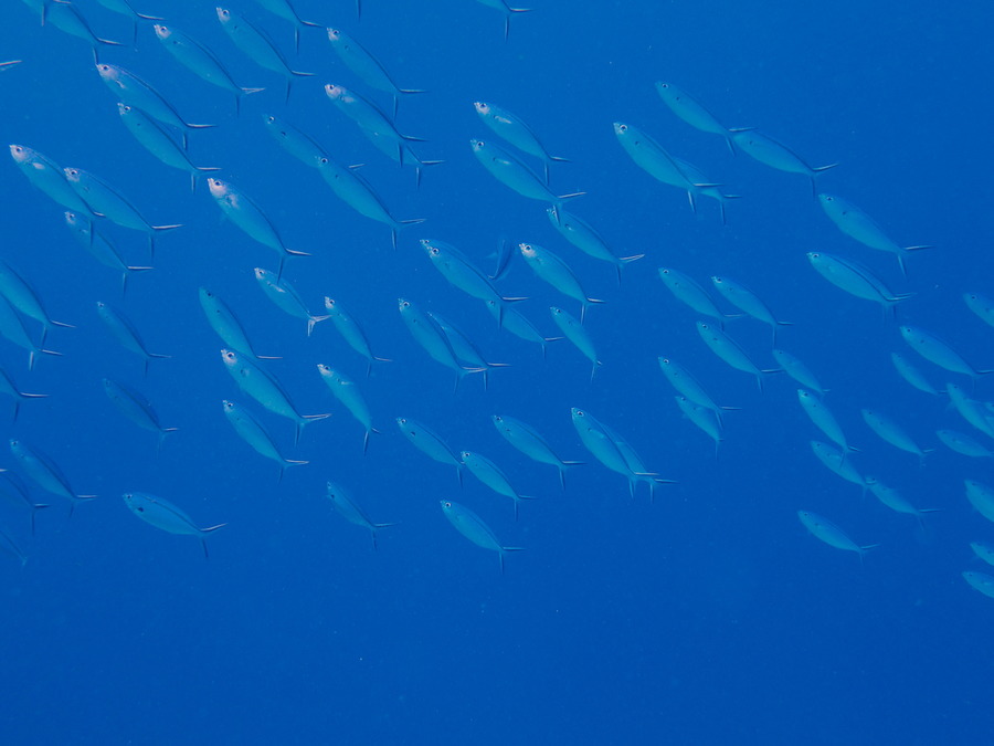 Poissons osseux