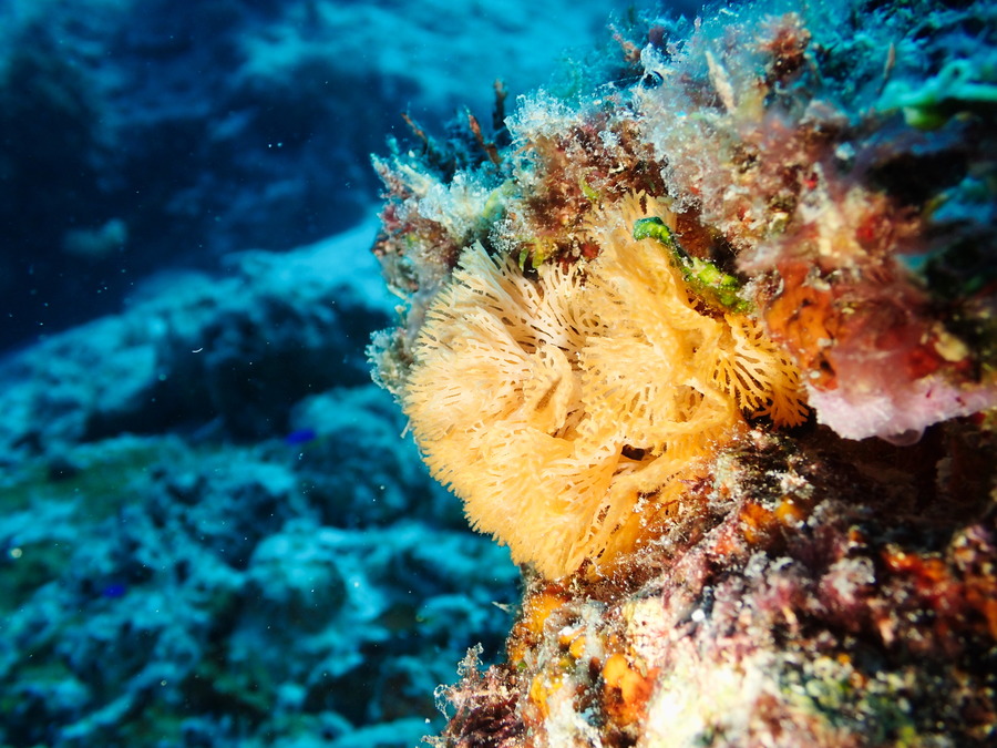 Reteporellina sp. - Nouvelle-Calédonie, Parc naturel de la Mer de Corail, Récifs d'Entrecasteaux, Atoll Surprise