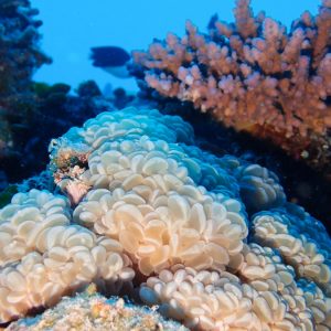 Non identifié - Nouvelle-Calédonie, Parc naturel de la Mer de Corail, Récifs d'Entrecasteaux, Atoll Surprise