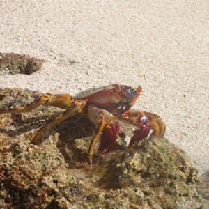 Crustacés » Crabe