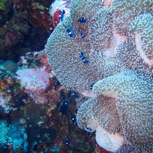 Non identifié - Nouvelle-Calédonie, Parc naturel de la Mer de Corail, Récifs d'Entrecasteaux, Atoll Surprise
