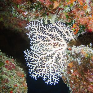 Cnidaires - Nouvelle-Calédonie, Parc naturel de la Mer de Corail, Récifs d'Entrecasteaux, Atoll Surprise