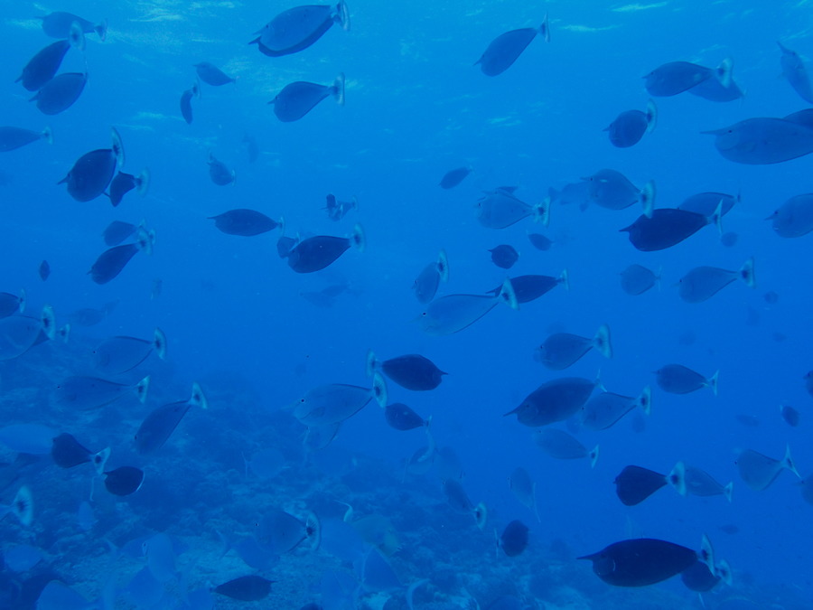 Poissons osseux