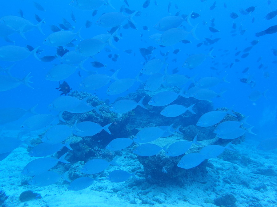 Poissons osseux