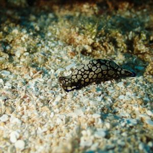 Mollusques » Gastéropode » Limaces de mer (opisthobranche) » Céphalaspide » Philinopsis reticulata