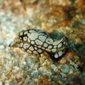 Mollusques » Gastéropode » Limaces de mer (opisthobranche) » Céphalaspide » Philinopsis reticulata