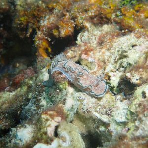 Mollusques » Gastéropode » Limaces de mer (opisthobranche) » Nudibranche » Doridien » Glossodoris hikuerensis