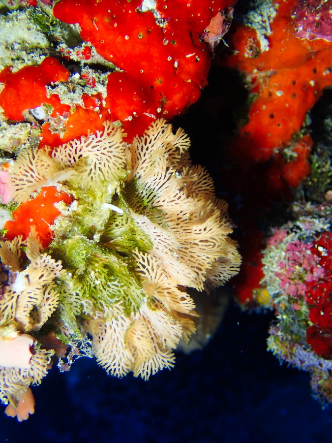 Reteporellina sp. - Nouvelle-Calédonie, Parc naturel de la Mer de Corail, Récifs d'Entrecasteaux, Atoll Huon