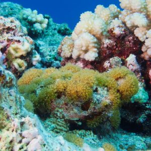 Non identifié - Nouvelle-Calédonie, Parc naturel de la Mer de Corail, Récifs d'Entrecasteaux, Atoll Huon