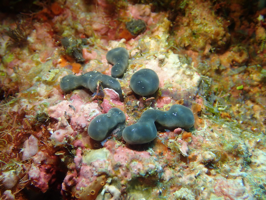 Eudistoma sp. - Nouvelle-Calédonie, Parc naturel de la Mer de Corail, Récifs d'Entrecasteaux, Atoll Huon