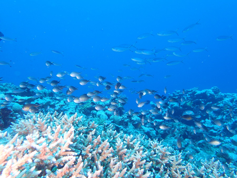 Poissons osseux