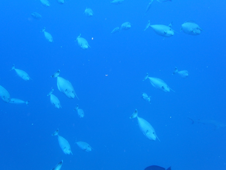Poissons osseux