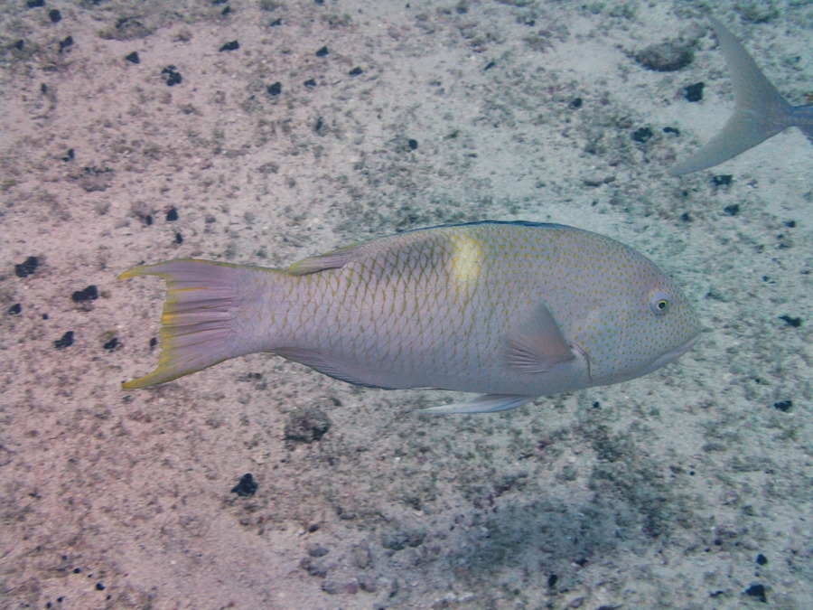 Poissons osseux