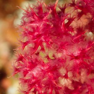 Cnidaires » Corail mou (alcyonaire) » Dendronephthya sp.