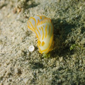 Mollusques » Gastéropode » Limaces de mer (opisthobranche) » Nudibranche » Doridien » Gymnodoris striatum