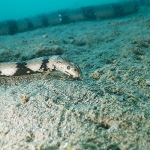 Serpent marin » Hydrophis coggeri