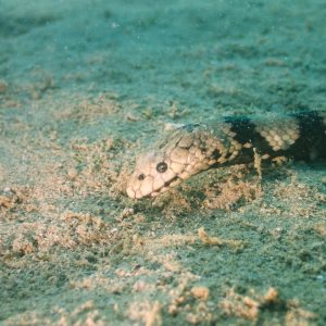 Serpent marin » Hydrophis coggeri